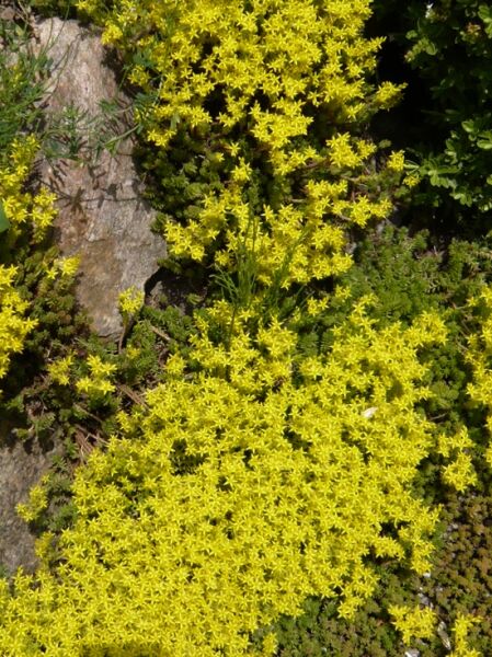 Mauerpfeffer 'Yellow Queen' / Mauerpfeffer 'Yellow Queen'