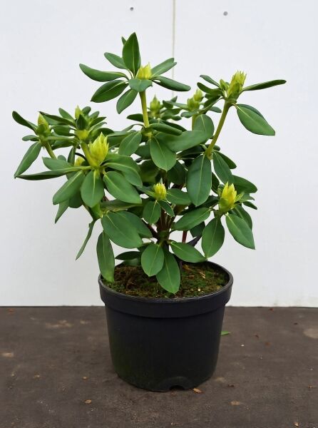 Rhododendron wardii 'Brasilia' (Rhododendron 'Brasilia') 30-40 cm C5, Topfpflanze mit grünen Blättern und Knospen