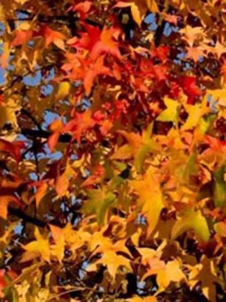 Acer cappadocicum 'Rubrum' / Kolchischer Blut-Ahorn
