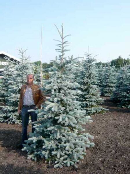 Picea pungens 'Hoopsii' / Blau-Fichte 'Hoopsii' / Silber-Fichte