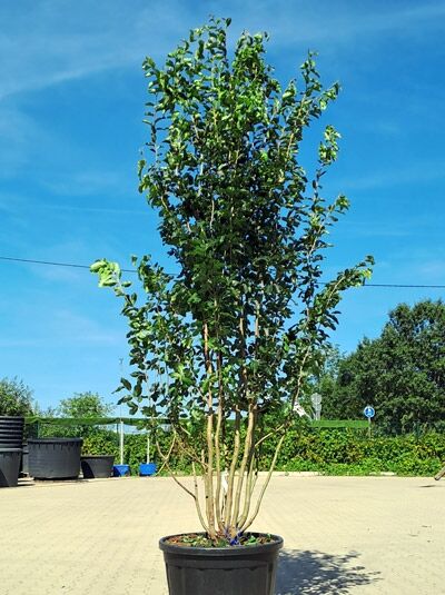 Eisenholzbaum 'Vanessa' 350-400 cm mehrstämmig / Parrotia persica 'Vanessa' (1577178)