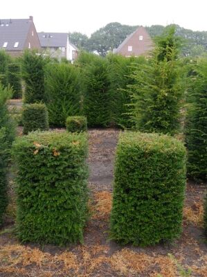 Heimische Eibe / Fertighecke / Heckenelement 100 cm x 50 cm x 50 cm mit  Drahtballierung - Taxus baccata