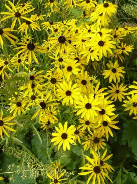 Rudbeckia missouriensis  /