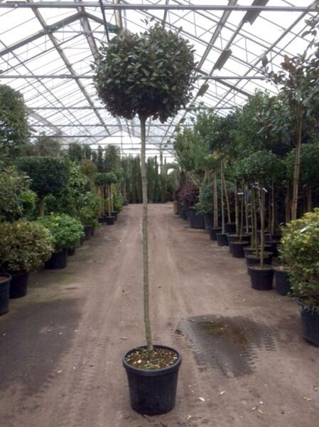 Wintergrüne Ölweide (Elaeagnus ebbingei) Hochstamm 10-12 StU im Container, kugelförmige Krone im Topf.