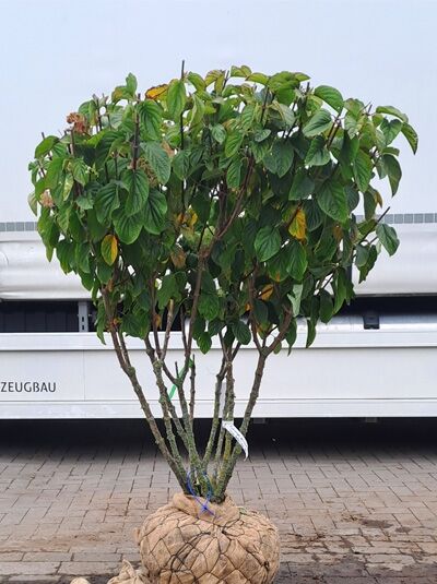 Rispen-Hortensie &#039;Silver Dollar&#039; &#039;schirmform&#039; 125-150 cm / Hydrangea paniculata &#039;Silver Dollar&#039; (1567274)