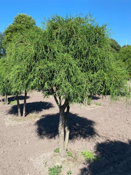 Chamaecyparis pisifera 'Filifera' 200 cm breit x 220 cm hoch  / Grüne Fadenzypresse Schirmform (Nr. 1249)
