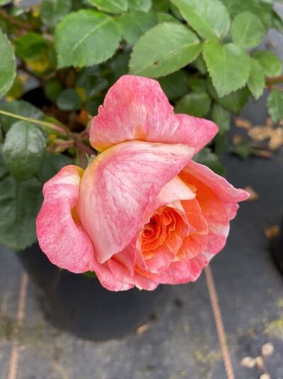 Beetrose 'Samba' ® / Beetrose 'Samba' ®