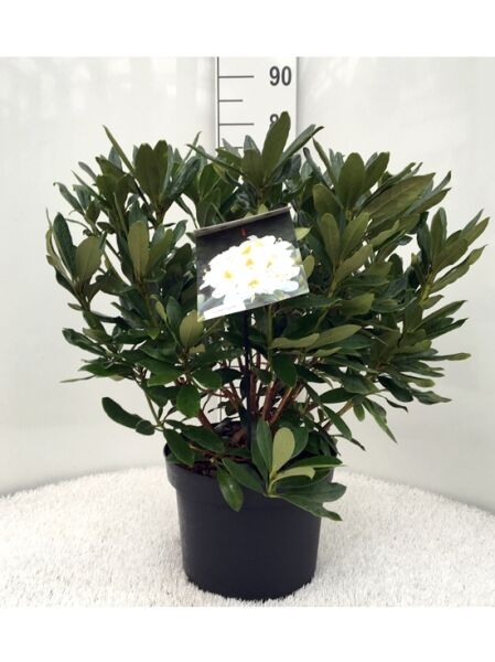 Rhododendron Hybride „Madame Masson“ (Rhododendron „Madame Masson“) 50-60 cm C10, immergrüner Strauch im Topf mit dunkelgrünen Blättern