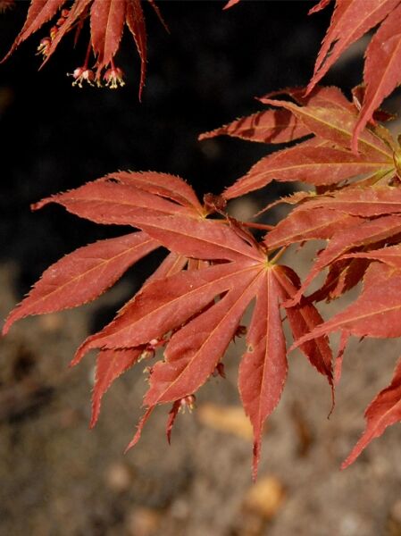 Fächer-Ahorn 'Fior d´Arancio' / Acer palmatum 'Fior d´Arancio'