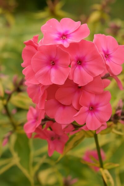 Sommer-Phlox, Hohe-Flammenblume 'Becky Towe ®' / Sommer-Phlox, Hohe-Flammenblume 'Becky Towe ®'