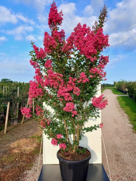 Lagerstroemia indica 'Tuscarora' / Indische Lagerströmie 'Tuscarora', 200-250 cm C80, im Topf mit pinken Blütenrispen