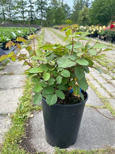 Rosa 'Paul Bocuse' / Strauchrose 'Paul Bocuse' C5, junge Rosenpflanze im Topf mit grünem Laub und rötlichen Trieben