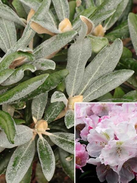 Rhododendron 'Mist Maiden' / Rhododendron yakushimanum 'Mist Maiden'