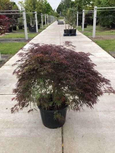Fächer-Ahorn 'Inaba shidare' / Japanischer Ahorn 100-125 cm im C50 (546619) / Acer palmatum 'Inaba shidare'