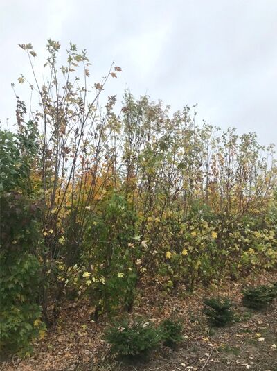 Acer saccharinum (Silber-Ahorn) 300-350 cm m. Db., mehrstämmiger Jungbaum mit grün-gelblichen Blättern im Herbst.
