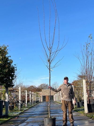 Prunus domestica 'Wangenheims Frühzwetschge' / Wangenheims Frühzwetschge Hochstamm 12-14 StU im Container, unbelaubt mit Stamm und Krone