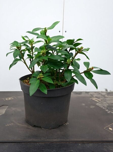 Skimmia reevesiana / Japanische Skimmie 20-30 cm C3, buschige Topfpflanze mit glänzend grünen Blättern und Knospenansätzen