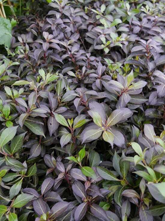 ZwergWeigelie 'Black and White' / Weigela 'Black and White ®' kaufen