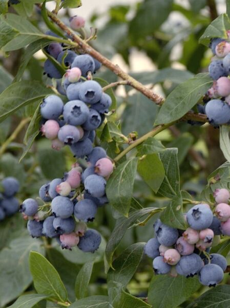 Wald Heidelbeere / Vaccinium myrtillus
