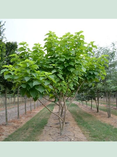 Gold-Trompetenbaum 'Schirmform' / Catalpa bignonioides 'Aurea'