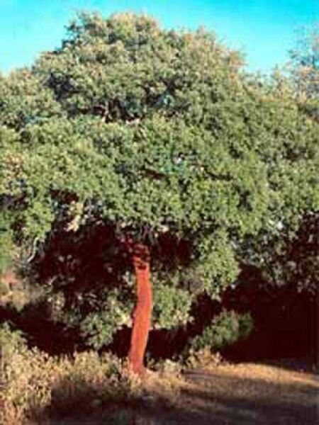 Kork-Eiche / Pantoffelbaum / Quercus suber