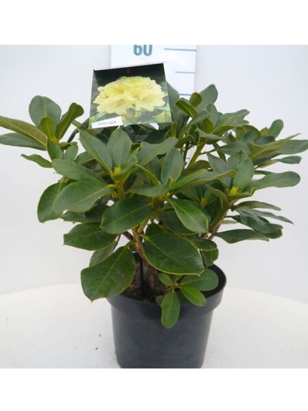 Rhododendron Hybride 'Horizon Monarch' (Rhododendron 'Horizon Monarch') 30-40 cm C5, kompakter Strauch im Topf mit grünem Laub