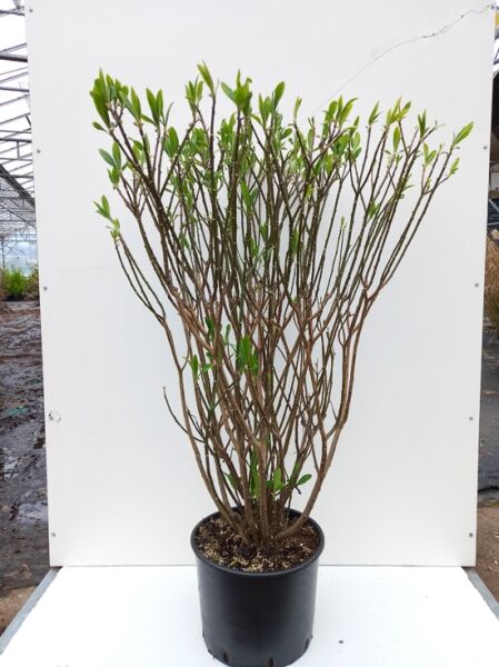 Edgeworthia chrysantha (Japanischer Papierbusch) 100-125 cm C35, mehrstämmiger Strauch im Topf mit frischem Austrieb