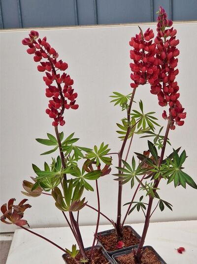 Garten-Lupine 'Mein Schloß' / Garten-Lupine 'Mein Schloß'