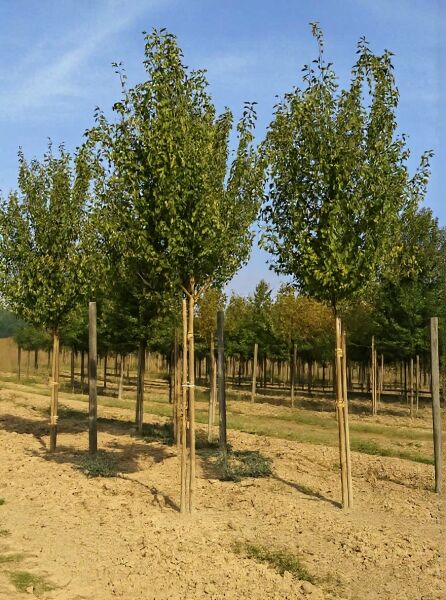 Malus 'Red Sentinel' / Zierapfel 'Red Sentinel' Hochstamm 20-25 StU mit Drahtballen, Baum mit aufrechter Krone im Freiland
