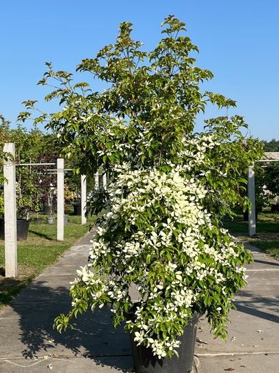 Hongkong-Hartriegel 200-250 cm - Cornus hongkongensis (1567026)