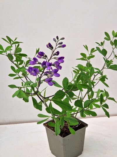 Färberhülse Baptisia australis 'Purple Smoke' im P11-Topf, grüne Triebe mit violetten Blüten an aufrechten Blütenständen.