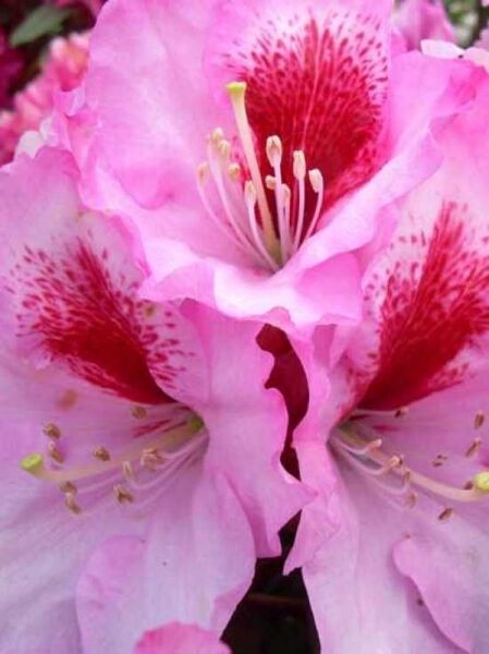 Rhododendron Hybride 'Diadem' (Rhododendron 'Diadem'), rosa Blüten mit dunkelroter Zeichnung und sichtbaren Staubgefäßen.
