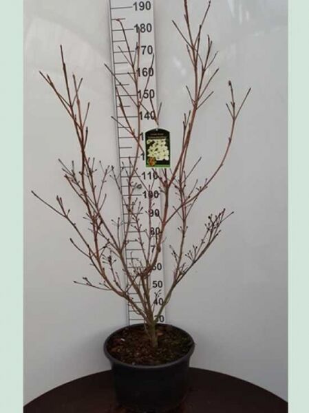 Japanischer Blumen-Hartriegel Cornus kousa 'Schmetterling', 125-150 cm, im schwarzen C20 Topf mit mehrtriebigem, unbelaubtem Wuchs.