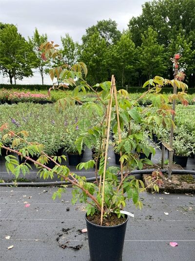 Kletterrose 'Kiftsgate' / Kletterrose 'Kiftsgate'