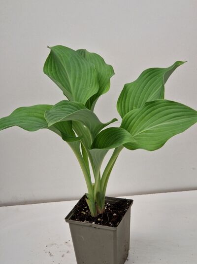 Große Graublatt-Funkie Hosta 'Krossa Regal' im P9-Topf, aufrecht wachsende grüne Blätter mit deutlicher Blattaderung.