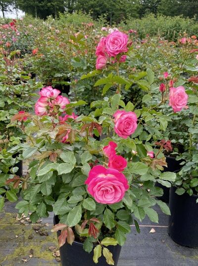 Rosa 'Xenia' / Beetrose 'Xenia' C5, Rosenstrauch im Topf mit pinkfarbenen Blüten und grünem Laub