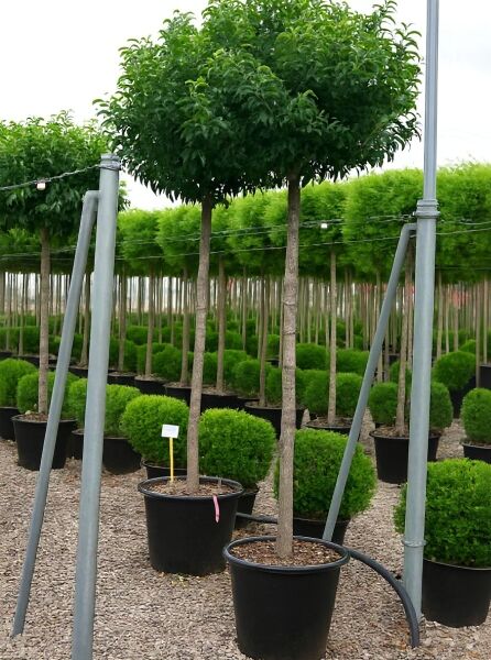 Prunus lusitanica 'Angustifolia' Hochstamm, Portugiesischer Kirschlorbeer, im Container mit kugeliger Krone und Stamm.