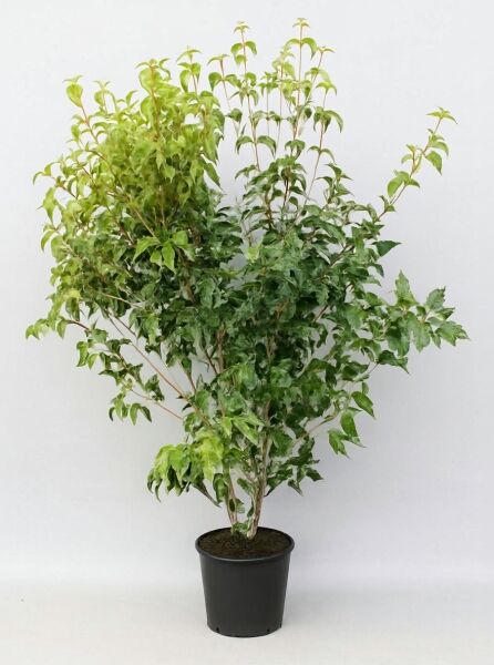 Japanischer Blumen-Hartriegel (Cornus kousa) 'Madame Butterfly', ca. 150–175 cm, im schwarzen Pflanzcontainer C35 mit grünem Laub.