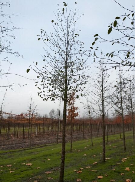 Herzblättrige Erle (Alnus cordata), Hochstamm 30-35 StU, Baum mit schlankem Stamm und lockerer Krone mit wenigen Blättern.