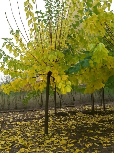 Morus alba 'Fruitless' / Weißer Maulbeerbaum 'Fruitless' Hochstamm, Baum mit gelbgrünem Laub und schlankem Stamm.