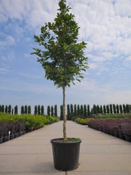 Magnolia loebneri 'Merrill' / Große Stern-Magnolie 'Merrill' Hochstamm im Container, 16-18 StU, mit grünem Laubbaumkrone