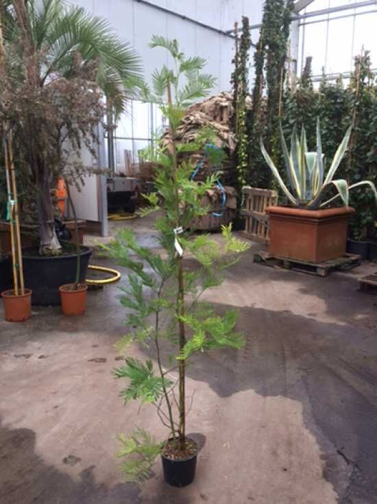 Silber-Akazie / Falsche Mimose - Acacia dealbata - Baumschule NewGarden