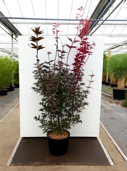 Roter Fächer-Ahorn (Acer palmatum) 'Red Emperor', 150-175 cm, C20, im Topf mit rotlaubigen Trieben, mehrstämmig.
