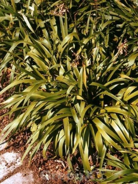 Luzula sylvatica / Waldmarbel