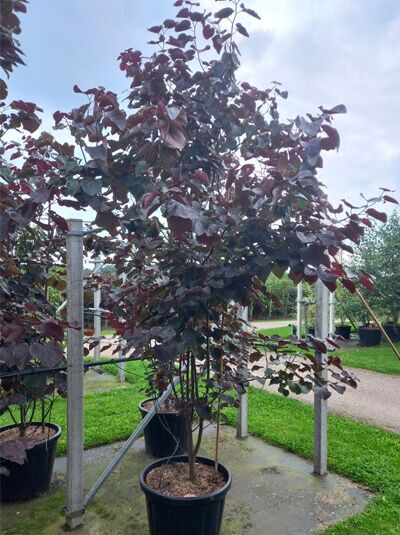 Kanadischer Judasbaum 'Merlot' / Cercis canadensis 'Merlot'