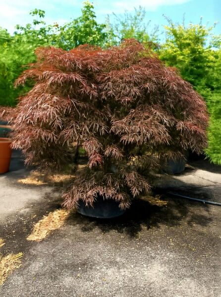 Fächer-Ahorn 'Tamukeyama' auf Stamm (Acer palmatum 'Tamukeyama'), 80 cm Stamm, C150, im Container mit rotem Laub.