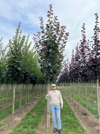 Spitz-Ahorn 'Fairview' / Spitz-Ahorn 'Fairview'