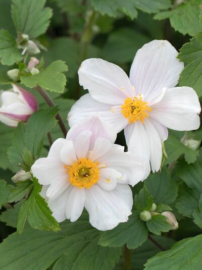 Spätsommer-Anemone 'Dainty Swan' (Anemone x cultorum) mit weißen Blüten und gelber Mitte, umgeben von grünem Laub.