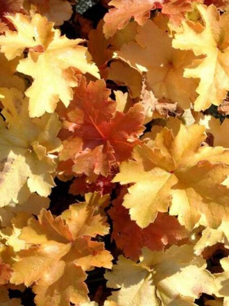Heuchera micrantha 'Amber Waves' / Purpurglöckchen
