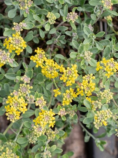 Steinkraut - Alyssum tortuosum var. obovatum
